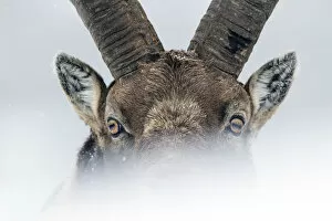 2018 February Highlights Gallery: Alpine ibex (Capra ibex) close-up portrait. Gran Paradiso National Park, the Alps, Italy