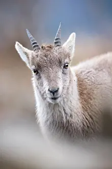 Bovidae Prints: Alpine ibex (Capra ibex) fawn, portrait, Switzerland. February