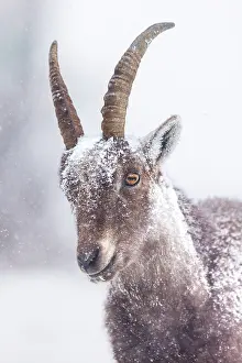 Goat Prints: Alpine ibex (Capra ibex) female
