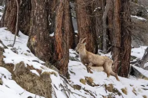 Italy Prints: Alpine ibex (Capra ibex) female