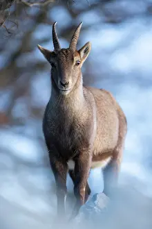 Bovidae Prints: Alpine ibex (Capra ibex) female, portrait, Alps, Switzerland. January