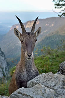 2019 May Highlights Collection: Alpine ibex (Capra ibex) female, Jura, Switzerland, September