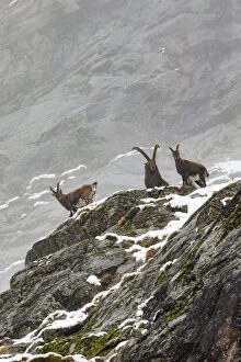 Alpine ibex (Capra ibex) group posing on a rocky mountain side on misty day, Gran
