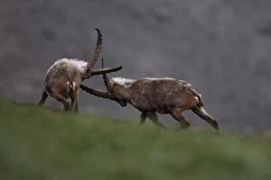 Images Dated 17th July 2008: Alpine ibex (Capra ibex ibex) fighting, Hohe Tauern National Park, Austria, July 2008