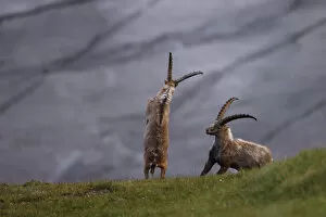 Alpine ibex (Capra ibex ibex) fighting in front of a glacier, Hohe Tauern National Park
