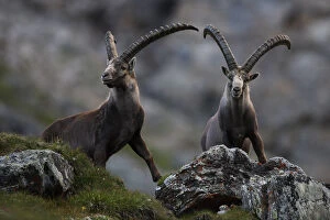 Images Dated 18th July 2008: Two Alpine ibex (Capra ibex ibex) Hohe Tauern National Park, Austria, July 2008