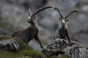 Two Alpine ibex (Capra ibex ibex) Hohe Tauern National Park, Austria, July 2008