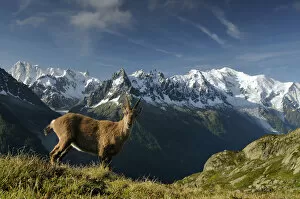 Images Dated 14th June 2011: Alpine ibex (Capra ibex ibex) in front of the Mont Blanc massif, seen from the Aiguilles Rouges
