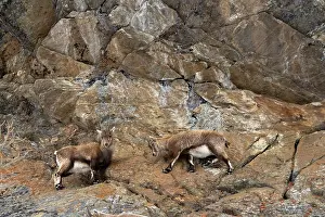 Italy Prints: Two Alpine ibex (Capra ibex) juveniles standing on a steep rocky slope