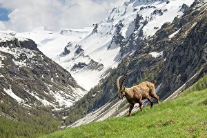 2019 July Highlights Collection: Alpine Ibex (Capra ibex) in its landscape, Valsavarenche, Gran Paradiso national park
