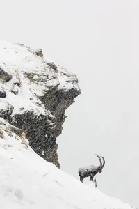 Protector Prints: Alpine ibex (Capra ibex) male in deep snow on a ridge during heavy snowfall