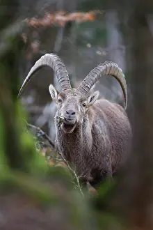 Bovidae Prints: Alpine ibex (Capra ibex) male, feeding in forest, Alps, Switzerland. January