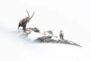 Alpine ibex (Capra ibex) male, with kid on mountain ridge in heavy winter snowfall, Valsavarenche, Gran Paradiso National Park, Italy. January. BioPhoto International Nature Photography Competition 2022 Finalist