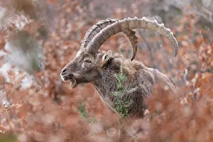 Bovidae Prints: Alpine ibex (Capra ibex) male, portrait, Switzerland. January