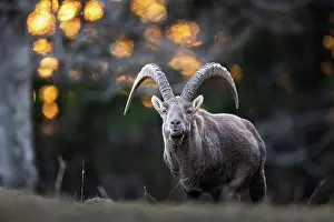 Bovidae Prints: Alpine ibex (Capra ibex) male, portrait, Switzerland. January