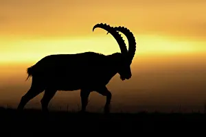Bovidae Prints: Alpine ibex (Capra ibex) male, silhouetted at sunset, Switzerland. January