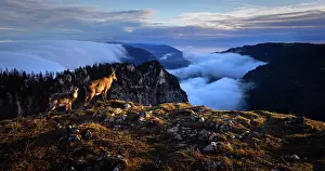Habitat Prints: Alpine ibex (Capra ibex) pair, standing high on mountain looking down over low cloud over mountains