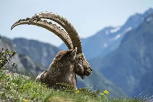 Alpine ibex (Capra ibex) resting in mountain pasture, Ticino, Switzerland