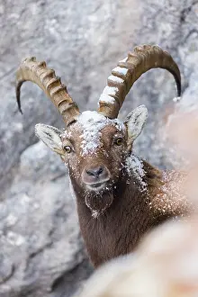 Goat Prints: Alpine ibex (Capra ibex) on snow-covered mountainside
