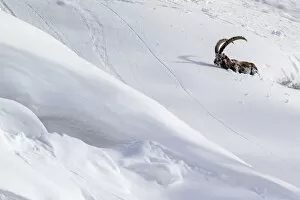 Bovid Gallery: Alpine ibex (Capra ibex) struggling in deep snow on a steep slope, Valsavarenche