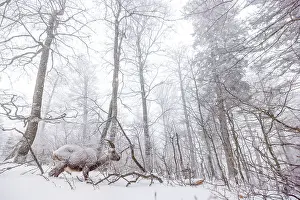 Goat Prints: Alpine ibex (Capra ibex) walking through snow-covered woodland, Alps, Switzerland. January