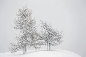 Gran Paradiso National Park Gallery: Alpine landscape with snow covered trees. Gran Paradiso National Park, Italy, January