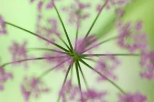 Images Dated 25th June 2009: Alpine lovage (Ligusticum mutellina) flower head, Liechtenstein, June 2009