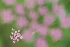 Umbelliferae Prints: Alpine lovage (Ligusticum mutellina) flower head with one cluster in focus, Liechtenstein