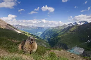 Images Dated 5th July 2011: Alpine marmot (Marmota marmota), Hohe Tauern National Park, Austria, July
