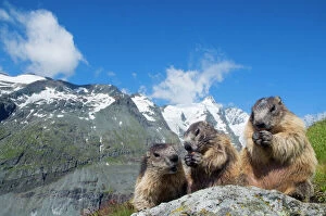 Habitat Gallery: Alpine marmot (Marmota marmota), with Mount Grossglockner (3798m) in background