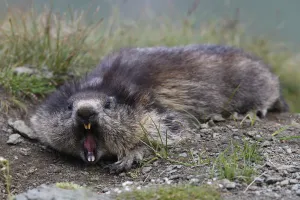 Austria Prints: Alpine marmot (Marmota marmota) aggressive behaviour, Hohe Tauern National Park, Austria