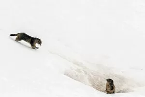 2019 July Highlights Collection: Alpine marmot (Marmota marmota) carrying grass and other nesting material across snow