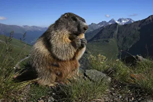 Images Dated 15th July 2008: Alpine marmot (Marmota marmota) feeding, Hohe Tauern National Park, Austria, July 2008