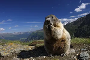 Images Dated 15th July 2008: Alpine marmot (Marmota marmota) feeding, Hohe Tauern National Park, Austria, July 2008