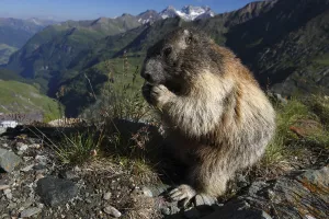 Images Dated 15th July 2008: Alpine marmot (Marmota marmota) feeding, Hohe Tauern National Park, Austria, July 2008