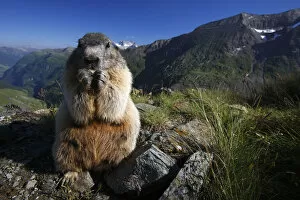 Images Dated 15th July 2008: Alpine marmot (Marmota marmota) feeding, Hohe Tauern National Park, Austria, July 2008