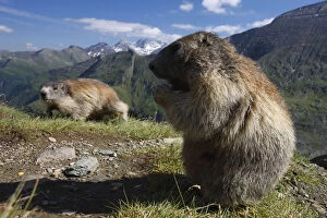 Images Dated 15th July 2008: Alpine marmot (Marmota marmota) feeding, Hohe Tauern National Park, Austria, July 2008