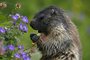 Images Dated 20th July 2008: Alpine marmot (Marmota marmota) feeding on flowers, Hohe Tauern National Park, Austria