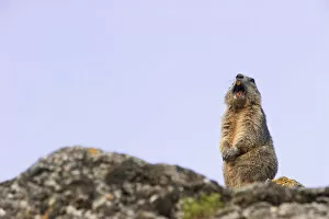 Images Dated 1st June 2009: Alpine marmot (Marmota marmota) giving an alarm call, Guillestre, Queyras, France