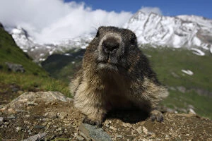 Images Dated 15th July 2008: Alpine marmot (Marmota marmota) portrait, Hohe Tauern National Park, Austria, July 2008