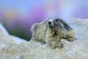 Andres M Dominguez Gallery: Alpine marmot (Marmota marmota) on a rock, Andorra, July