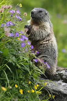 Images Dated 20th July 2008: Alpine marmot (Marmota marmota) standing on hind legs feeding on flowers, Hohe Tauern National Park