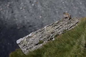 Alpine marmot (Marmota marmota) warming up on a rock, Hohe Tauern National Park, Austria