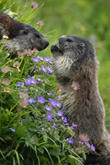Alpine marmots (Marmota marmota) feeding on flowers, Hohe Tauern National Park, Austria