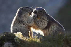 Images Dated 15th July 2008: Alpine marmots (Marmota marmota) playing, Hohe Tauern National Park, Austria, July 2008