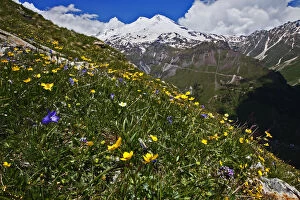 Images Dated 28th June 2008: Alpine meadow with flowers, Mount Elbrus in the distance, Caucasus, Russia, June 2008