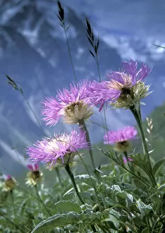 Images Dated 17th March 2011: Alpine meadows with Caucasian scabious (Scabiosa caucasica) in Bezengi gorge, July, 3000m