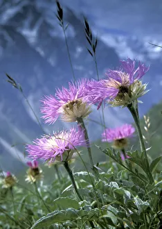 Dipsacaceae Prints: Alpine meadows with Caucasian scabious (Scabiosa caucasica) in Bezengi gorge, July, 3000m