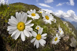 Alpine moon daisy (Leucanthemopsis alpina) on mountainside, fisheye lens. Nordtirol