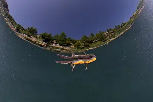 Alpine newt (Ichthyosaura alpestris) feeding at the surface, River Ticino, Verzasca valley, Switzerland. July